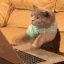 Emoji CoderCat