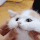Emoji cat_cute