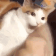 Emoji catbite