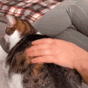Emoji cat_pats