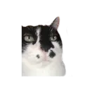 Emoji no_kittylpb