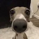 Emoji no_DogHellow
