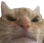 Emoji catangry
