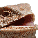 Emoji SECT_w_laughinglizzard