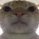 Emoji cat
