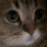 Emoji catmeow