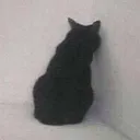 Emoji catsulking