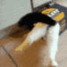 Emoji 9804catstuck