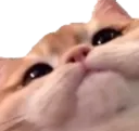 Emoji cutecat