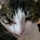 Emoji Blink