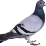 Emoji LeSaintPigeonDeOwen