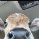 Emoji Vache