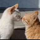 Emoji BisousCat