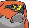 Emoji talonflamelawl