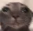 Emoji tama_frero