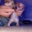 Emoji LHcat_dance