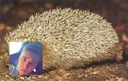 Emoji thoherisson