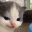 Emoji HeheCat
