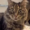 Emoji BlepCat