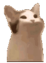 Emoji pop_pop_cat