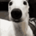 Emoji whatthedogdoing