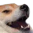 Emoji shiba