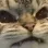 Emoji catgrrrr