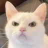 Emoji chatpasconten