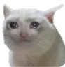 Emoji sadcat