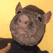 Emoji Yumii_brownrat