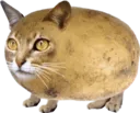 Emoji SECT_Catato