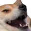 Emoji dogekek