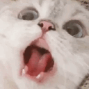 Emoji catpanick