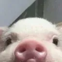 Emoji bebecochon