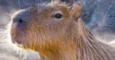 Emoji capybara