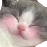 Emoji D_BCatShy