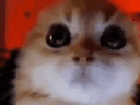 Emoji angrycat