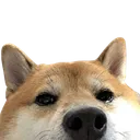 Emoji animal_shiba_lurk_peek