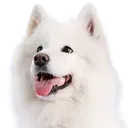 Emoji samoyede2