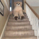 Emoji 3768bearhello