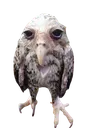 Emoji lamont