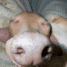 Emoji dogsnoring