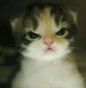 Emoji catcat