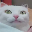 Emoji fearcat