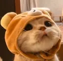 Emoji cutecat