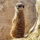 Emoji suricate