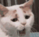 Emoji cat_mmmmh