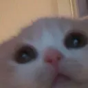 Emoji cat_wtf2