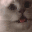 Emoji CatShake