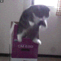 Emoji 5818endlesslyfallingcat